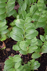 Solomon's Seal (Polygonatum humile) at Thies Farm & Greenhouses