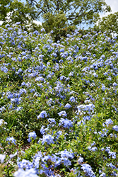 Imperial Blue Plumbago (Plumbago auriculata 'Imperial Blue') at Thies Farm & Greenhouses