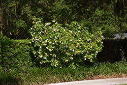Miami Supreme Gardenia (Gardenia jasminoides 'Miami Supreme') at Thies Farm & Greenhouses