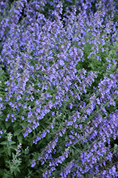 Cat's Meow Catmint (Nepeta x faassenii 'Cat's Meow') at Thies Farm & Greenhouses