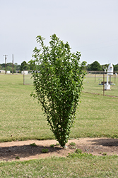 White Pillar Rose of Sharon (Hibiscus syriacus 'Gandini van Aart') at Thies Farm & Greenhouses