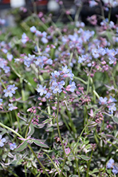 Touch Of Class Jacob's Ladder (Polemonium reptans 'Touch Of Class') at Thies Farm & Greenhouses