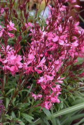 Belleza Dark Pink Gaura (Gaura lindheimeri 'KLEAU04263') at Thies Farm & Greenhouses