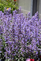 Cat's Meow Catmint (Nepeta x faassenii 'Cat's Meow') at Thies Farm & Greenhouses