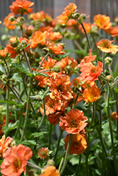 Totally Tangerine Avens (Geum 'Tim's Tangerine') at Thies Farm & Greenhouses