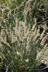 Karley Rose Oriental Fountain Grass (Pennisetum orientale 'Karley Rose') at Thies Farm & Greenhouses