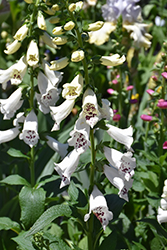 Dalmatian White Foxglove (Digitalis purpurea 'Dalmatian White') at Thies Farm & Greenhouses