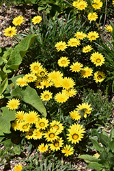 Colorado Gold Gazania (Gazania linearis 'Colorado Gold') at Thies Farm & Greenhouses