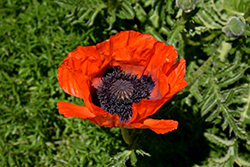 Beauty of Livermere Poppy (Papaver orientale 'Beauty of Livermere') at Thies Farm & Greenhouses