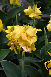 Tropical Yellow Canna (Canna 'Tropical Yellow') at Thies Farm & Greenhouses