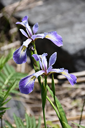Blue Flag Iris (Iris versicolor) at Thies Farm & Greenhouses