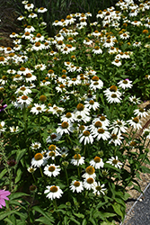 PowWow White Coneflower (Echinacea purpurea 'PowWow White') at Thies Farm & Greenhouses