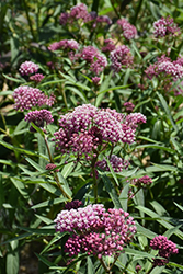 Cinderella Milkweed (Asclepias incarnata 'Cinderella') at Thies Farm & Greenhouses