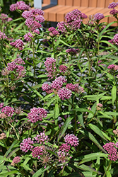 Cinderella Milkweed (Asclepias incarnata 'Cinderella') at Thies Farm & Greenhouses