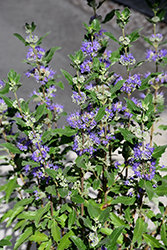 Beyond Midnight Caryopteris (Caryopteris x clandonensis 'CT-9-12') at Thies Farm & Greenhouses