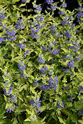 Sunshine Blue II Caryopteris (Caryopteris incana 'SMNCVH') at Thies Farm & Greenhouses