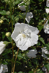 White Pillar Rose of Sharon (Hibiscus syriacus 'Gandini van Aart') at Thies Farm & Greenhouses