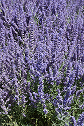 Denim 'n Lace Russian Sage (Perovskia atriplicifolia 'Denim 'n Lace') at Thies Farm & Greenhouses