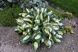 Hans Hosta (Hosta 'Hans') at Thies Farm & Greenhouses