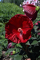 Summerific Cranberry Crush Hibiscus (Hibiscus 'Cranberry Crush') at Thies Farm & Greenhouses