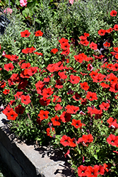 Easy Wave Red Petunia (Petunia 'Easy Wave Red') at Thies Farm & Greenhouses