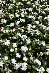 Titan Pure White Vinca (Catharanthus roseus 'Titan Pure White') at Thies Farm & Greenhouses
