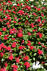Titan Dark Red Vinca (Catharanthus roseus 'Titan Dark Red') at Thies Farm & Greenhouses