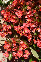 BabyWing Red Begonia (Begonia 'BabyWing Red') at Thies Farm & Greenhouses