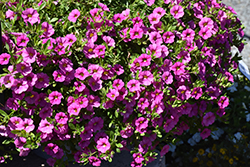 MiniFamous Neo Pink Calibrachoa (Calibrachoa 'MiniFamous Neo Pink') at Thies Farm & Greenhouses