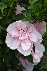 Pink Chiffon Rose of Sharon (Hibiscus syriacus 'JWNWOOD4') at Thies Farm & Greenhouses