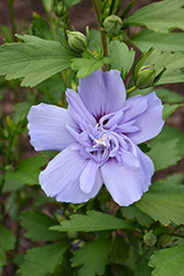 Blue Chiffon Rose of Sharon (Hibiscus syriacus 'Notwoodthree') at Thies Farm & Greenhouses