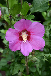 Violet Satin Rose of Sharon (Hibiscus syriacus 'Floru') at Thies Farm & Greenhouses