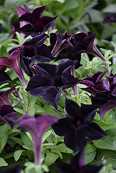 Black Ray Petunia (Petunia 'Black Ray') at Thies Farm & Greenhouses