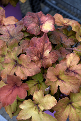 Pumpkin Spice Foamy Bells (Heucherella 'Pumpkin Spice') at Thies Farm & Greenhouses