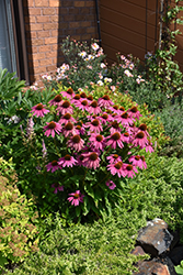 PowWow Wild Berry Coneflower (Echinacea purpurea 'PowWow Wild Berry') at Thies Farm & Greenhouses
