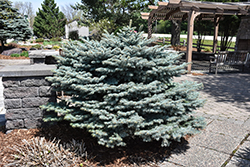 Globe Blue Spruce (Picea pungens 'Globosa') at Thies Farm & Greenhouses