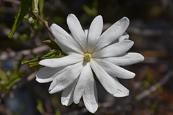 Star Magnolia (Magnolia stellata) at Thies Farm & Greenhouses