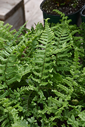 The King Male Fern (Dryopteris affinis 'The King') at Thies Farm & Greenhouses