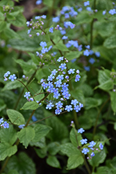 Alexander's Great Bugloss (Brunnera macrophylla 'Alexander's Great') at Thies Farm & Greenhouses