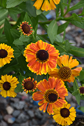 Mardi Gras Sneezeweed (Helenium 'Mardi Gras') at Thies Farm & Greenhouses