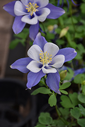 Songbird Blue Bird Columbine (Aquilegia 'Blue Bird') at Thies Farm & Greenhouses