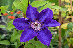 The President Clematis (Clematis 'The President') at Thies Farm & Greenhouses