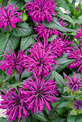 Rockin' Raspberry Beebalm (Monarda 'Rockin' Raspberry') at Thies Farm & Greenhouses