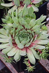 Ruby Heart Hens And Chicks (Sempervivum 'Ruby Heart') at Thies Farm & Greenhouses