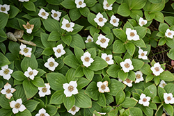 Bunchberry (Cornus canadensis) at Thies Farm & Greenhouses