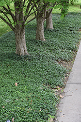 Common Periwinkle (Vinca minor) at Thies Farm & Greenhouses