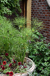 Prince Tut Egyptian Papyrus (Cyperus 'Prince Tut') at Thies Farm & Greenhouses