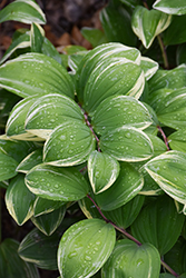 Variegated Solomon's Seal (Polygonatum odoratum 'Variegatum') at Thies Farm & Greenhouses