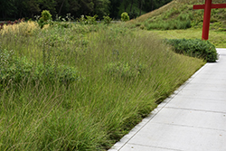 Sideoats Grama (Bouteloua curtipendula) at Thies Farm & Greenhouses