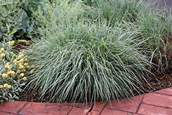Standing Ovation Bluestem (Schizachyrium scoparium 'Standing Ovation') at Thies Farm & Greenhouses